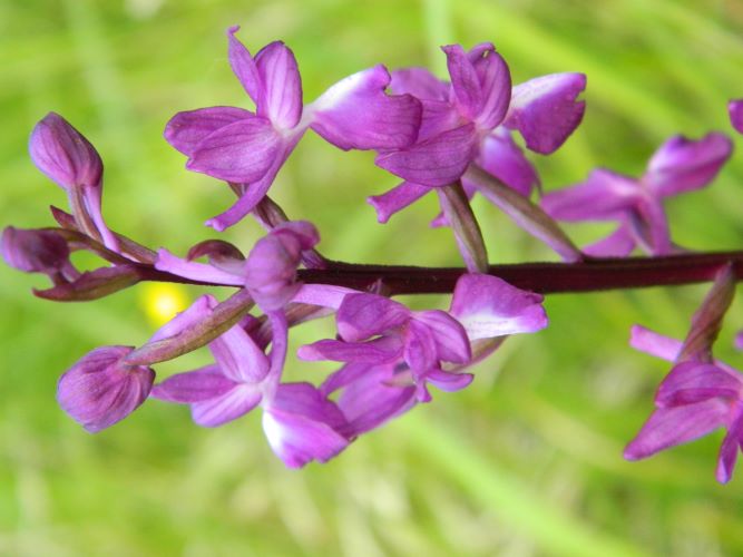 Anacamptis laxiflora